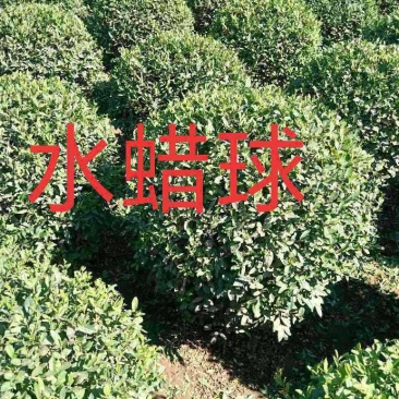 大量供应水蜡球，精品水蜡球