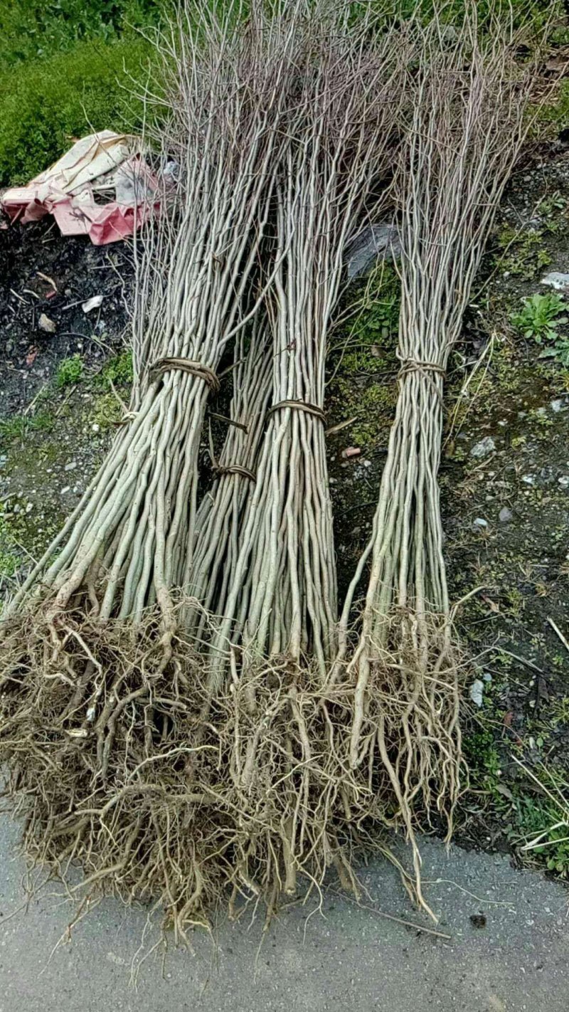 杜仲苗杜仲树苗中药材树苗包邮