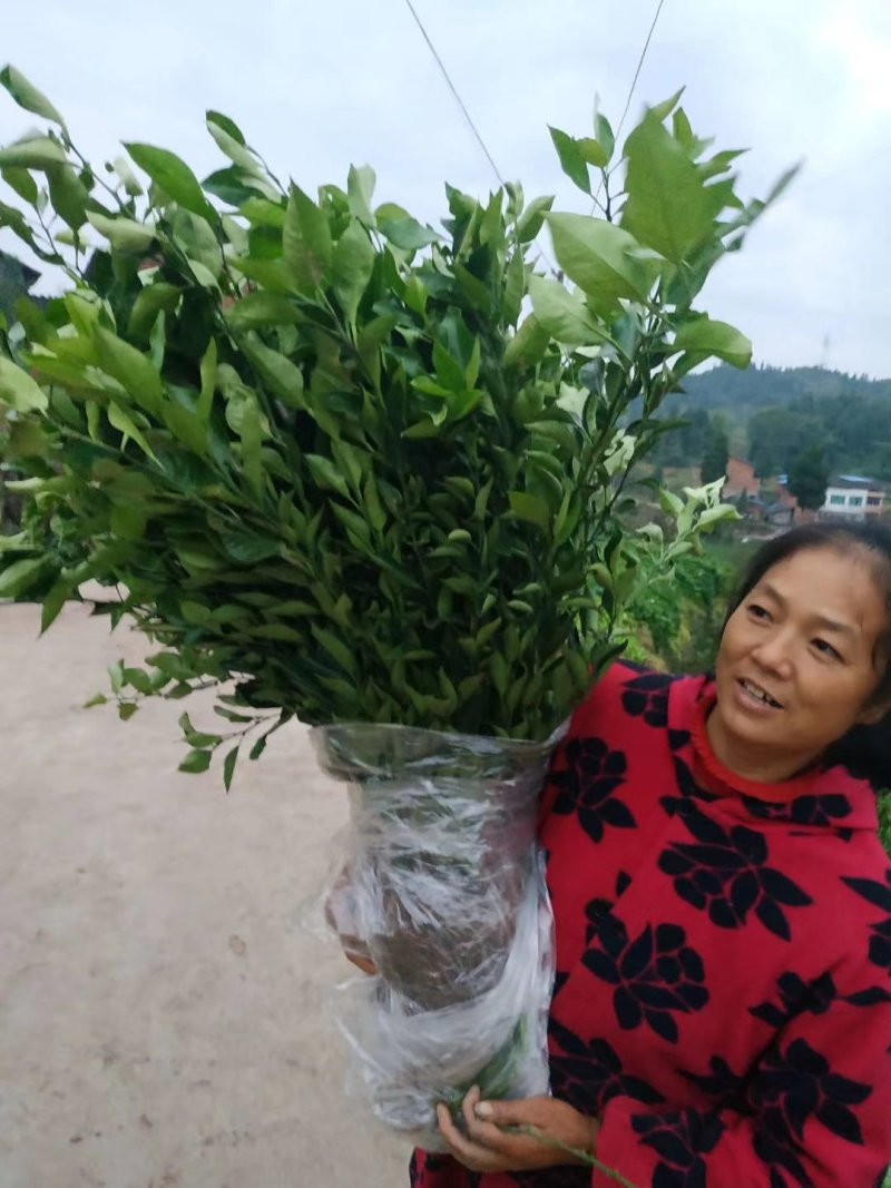 明日见柑橘苗，支条，可签合同！提供技术指导！保湿发货