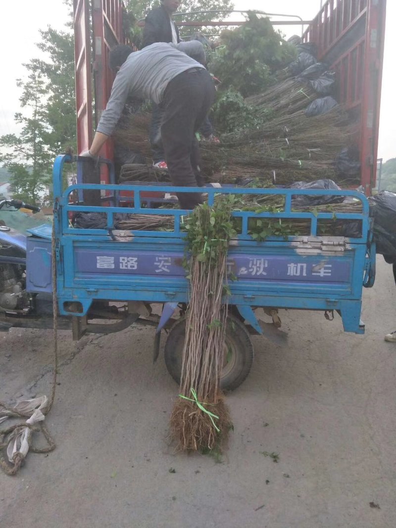 杜仲苗杜仲树苗中药材树苗包邮