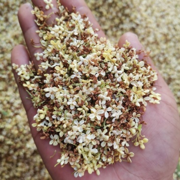 桂花茶野生桂花，桂花糕原料奇香原味桂花茶