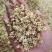 桂花茶野生桂花，桂花糕原料奇香原味桂花茶