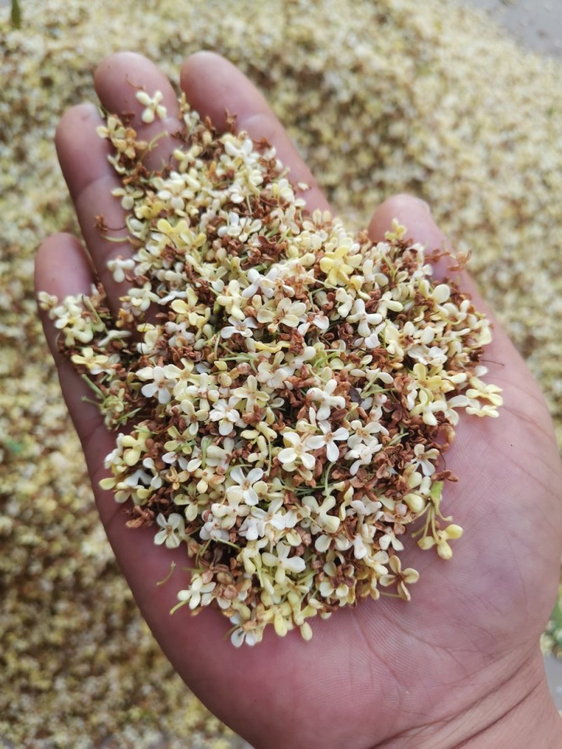 桂花茶野生桂花，桂花糕原料奇香原味桂花茶