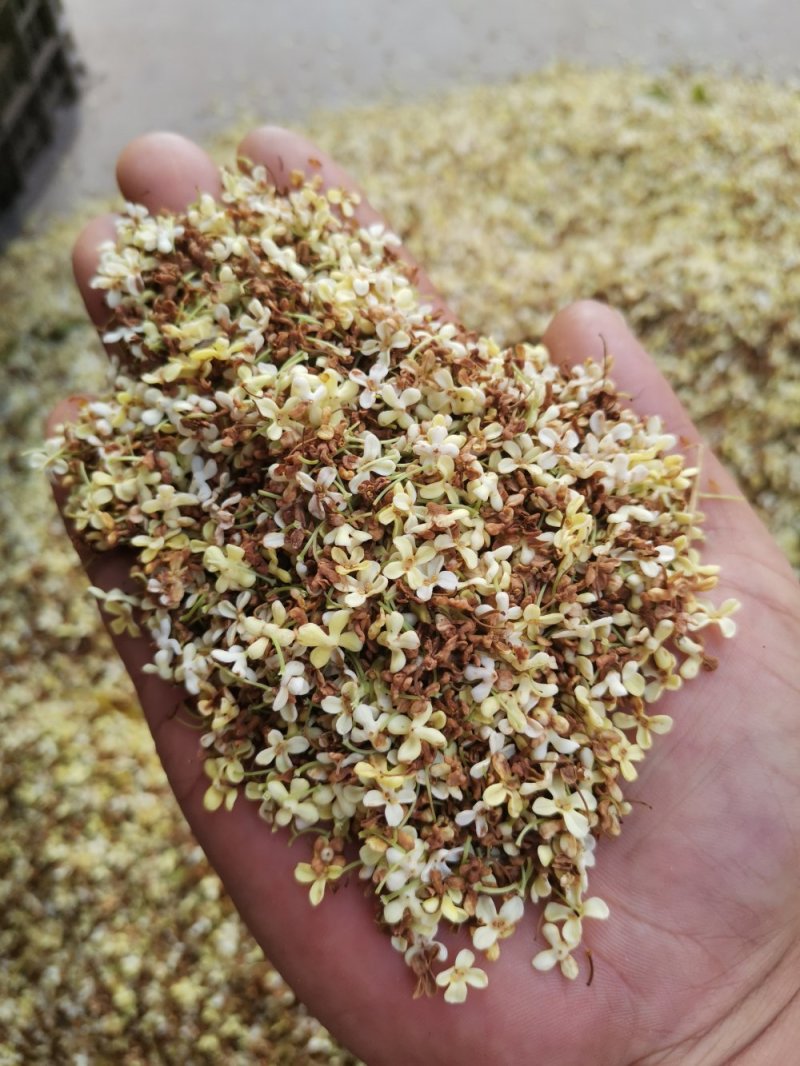 桂花茶野生桂花，桂花糕原料奇香原味桂花茶