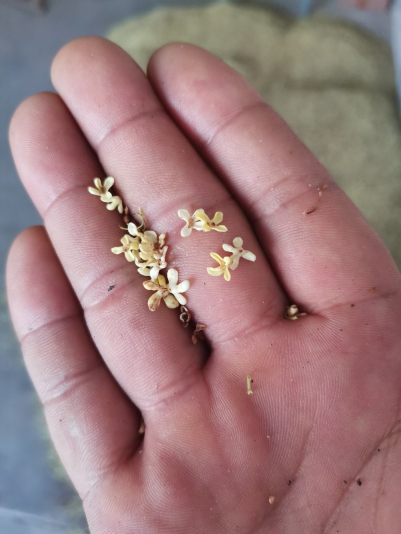 桂花茶野生桂花，桂花糕原料奇香原味桂花茶
