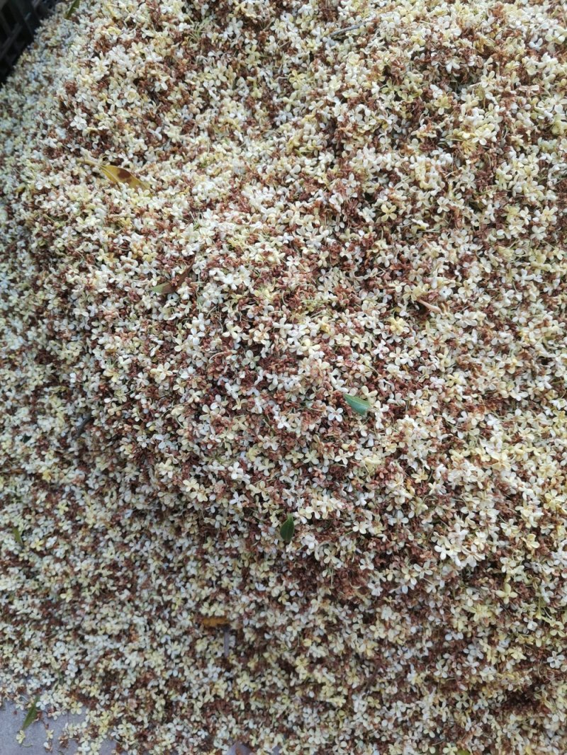 桂花茶野生桂花，桂花糕原料奇香原味桂花茶
