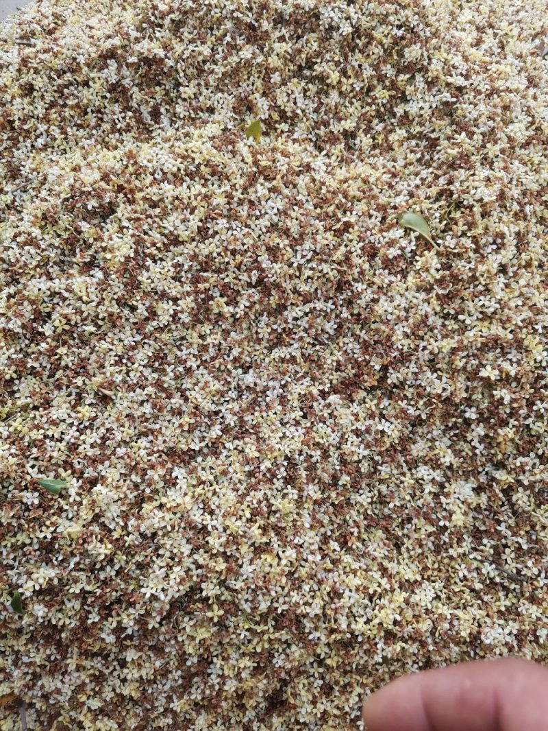 桂花茶野生桂花，桂花糕原料奇香原味桂花茶