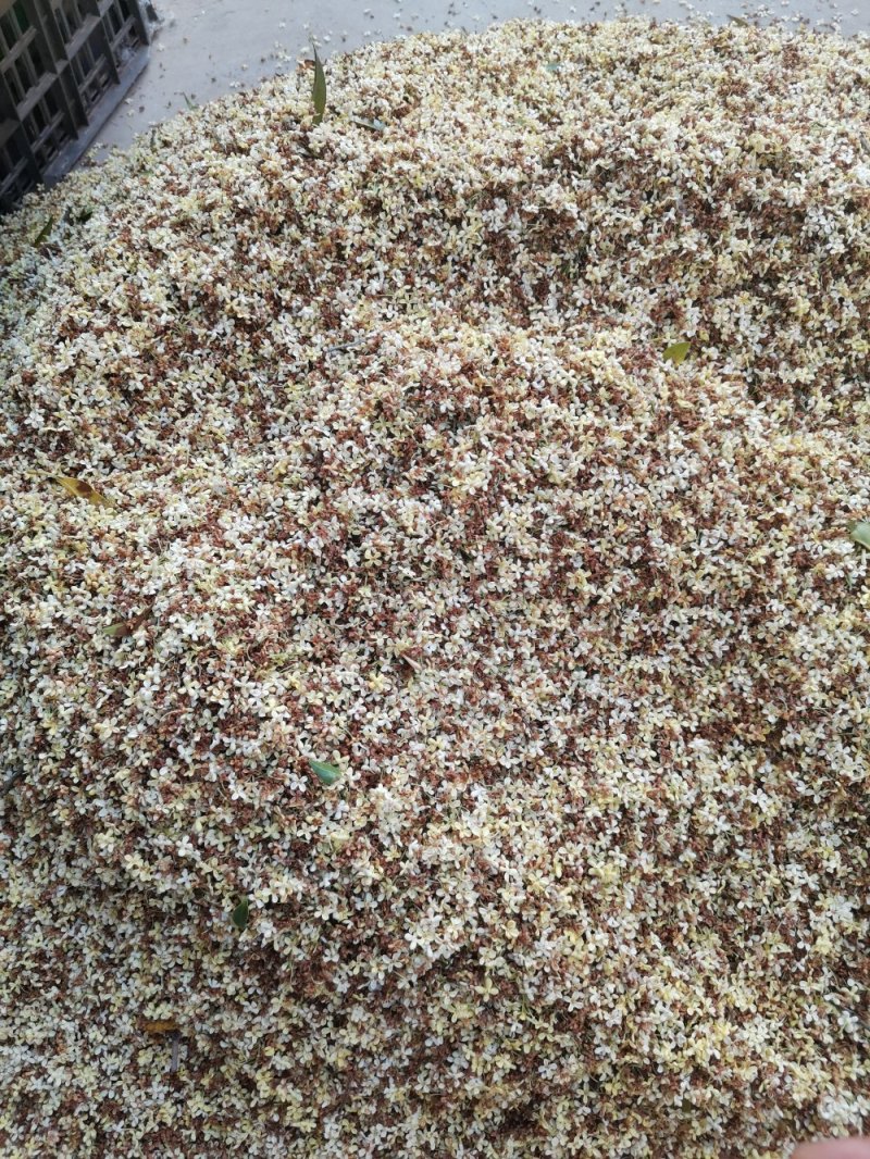 桂花茶野生桂花，桂花糕原料奇香原味桂花茶