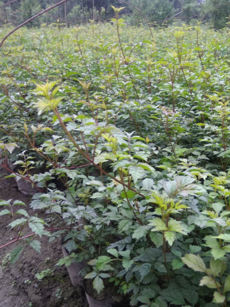 大量出售凌霄，杯苗20杯