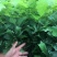 蒙古栎苗像树苗柞树苗大量供应一手货源欢迎电联
