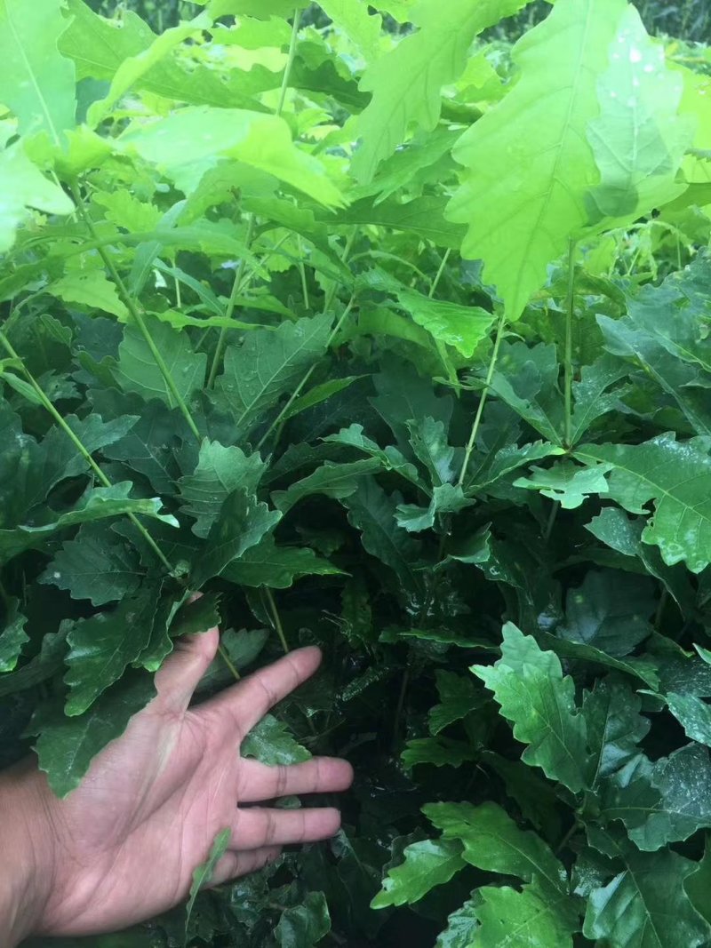 蒙古栎苗像树苗柞树苗大量供应一手货源欢迎电联