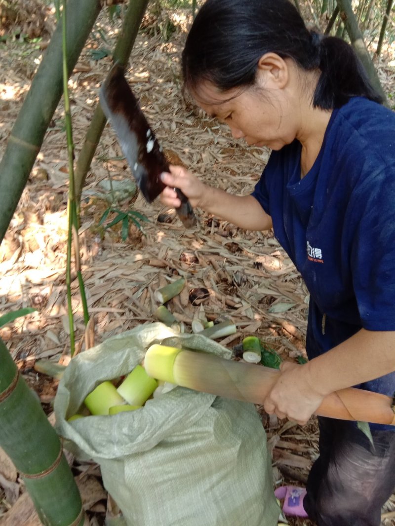 【推荐】干笋丝野生笋干笋干丝干度好干货用心做厂家直供品质