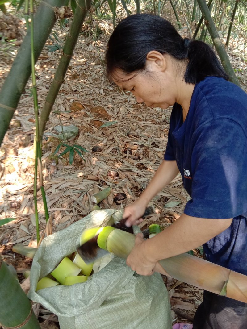 【推荐】干笋丝野生笋干笋干丝干度好干货用心做厂家直供品质