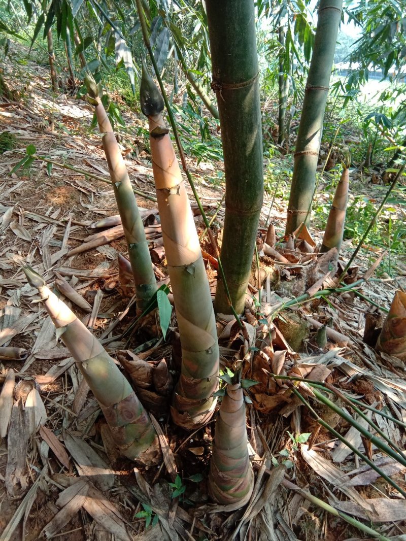 【推荐】干笋丝野生笋干笋干丝干度好干货用心做厂家直供品质