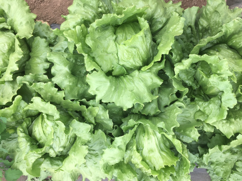 圆生菜