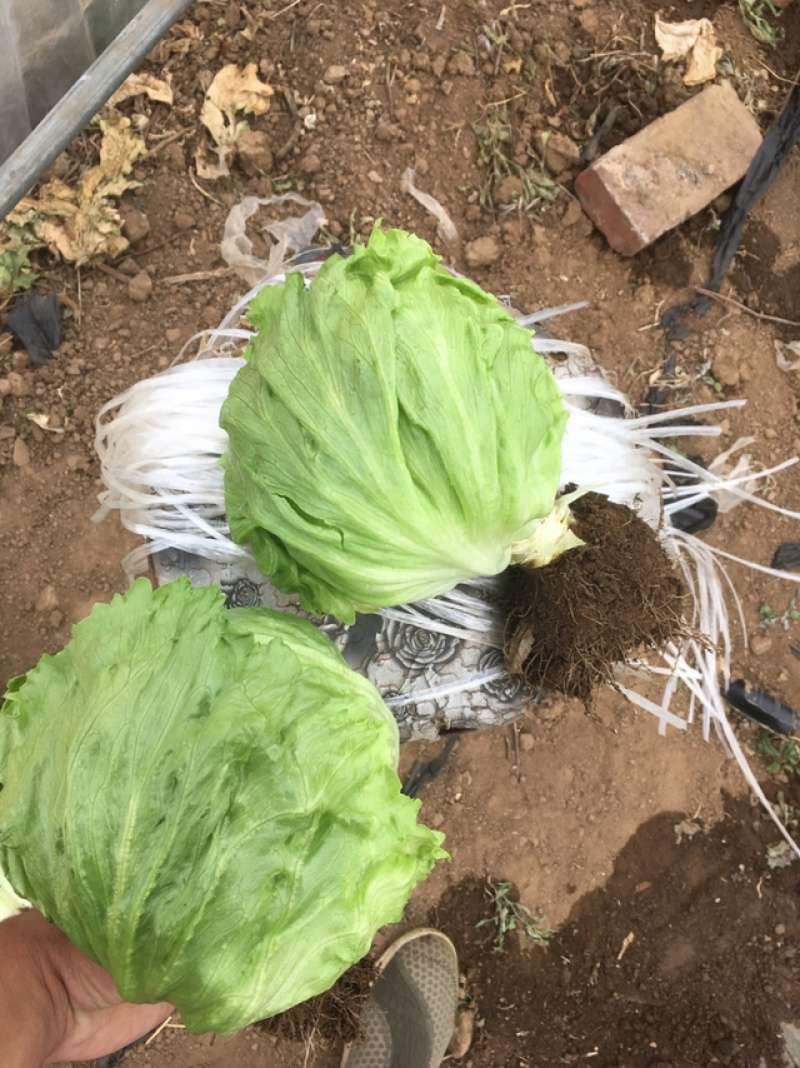 圆生菜