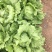圆生菜