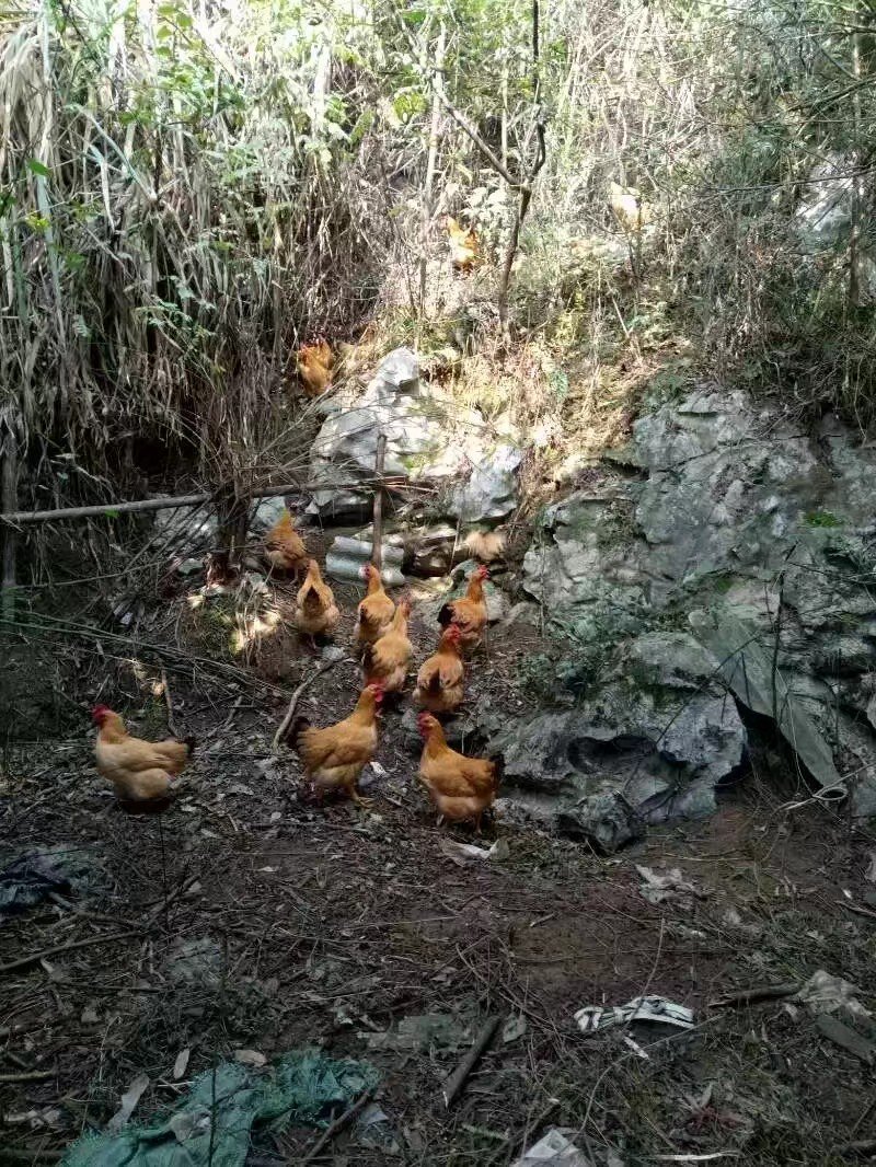富硒鸡
