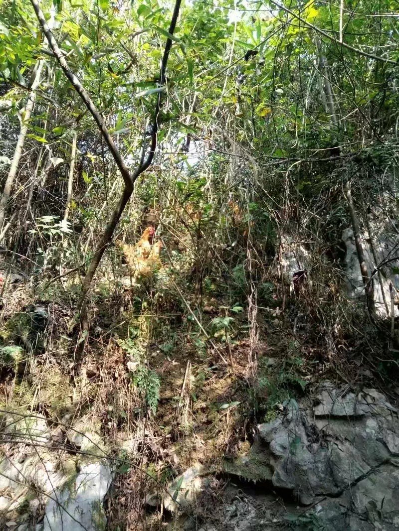 富硒鸡