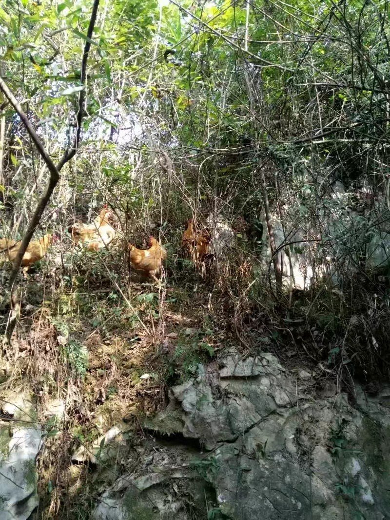 富硒鸡