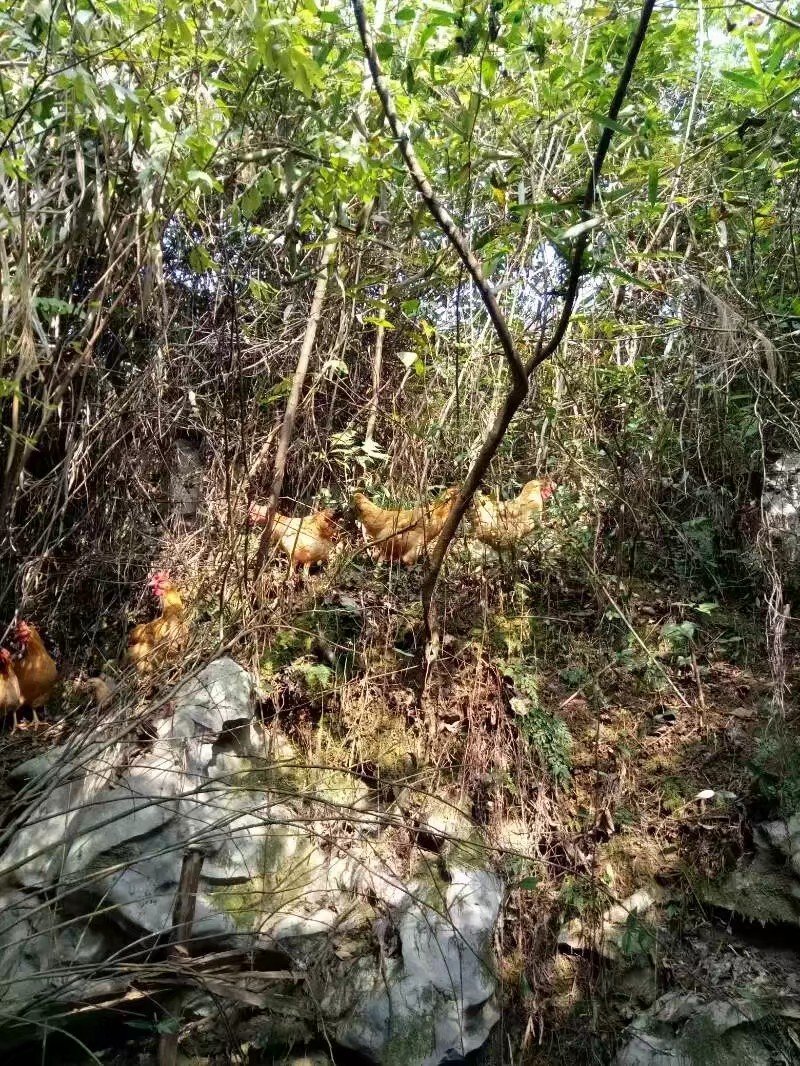 富硒鸡
