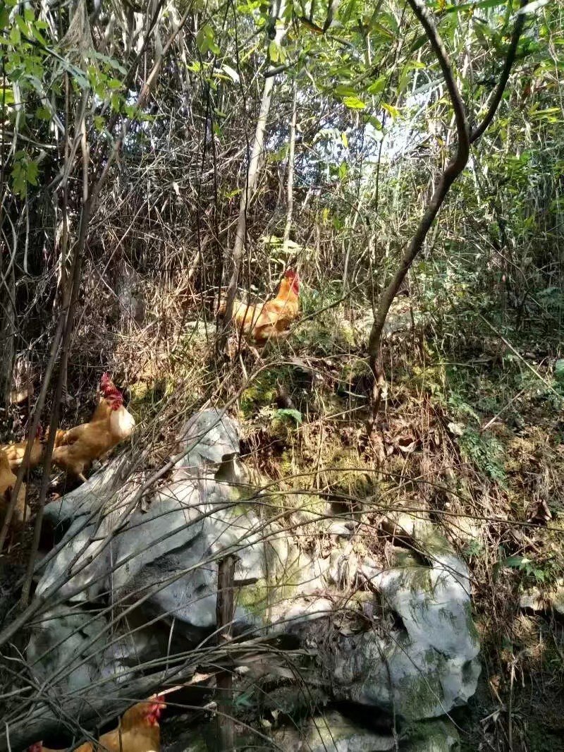 富硒鸡
