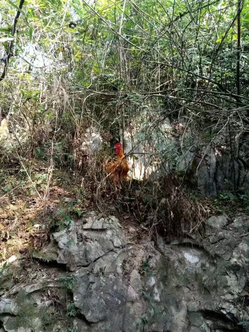 富硒鸡