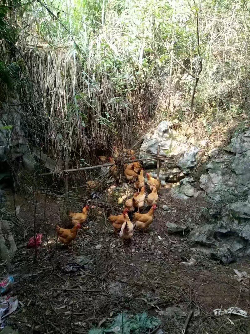 富硒鸡