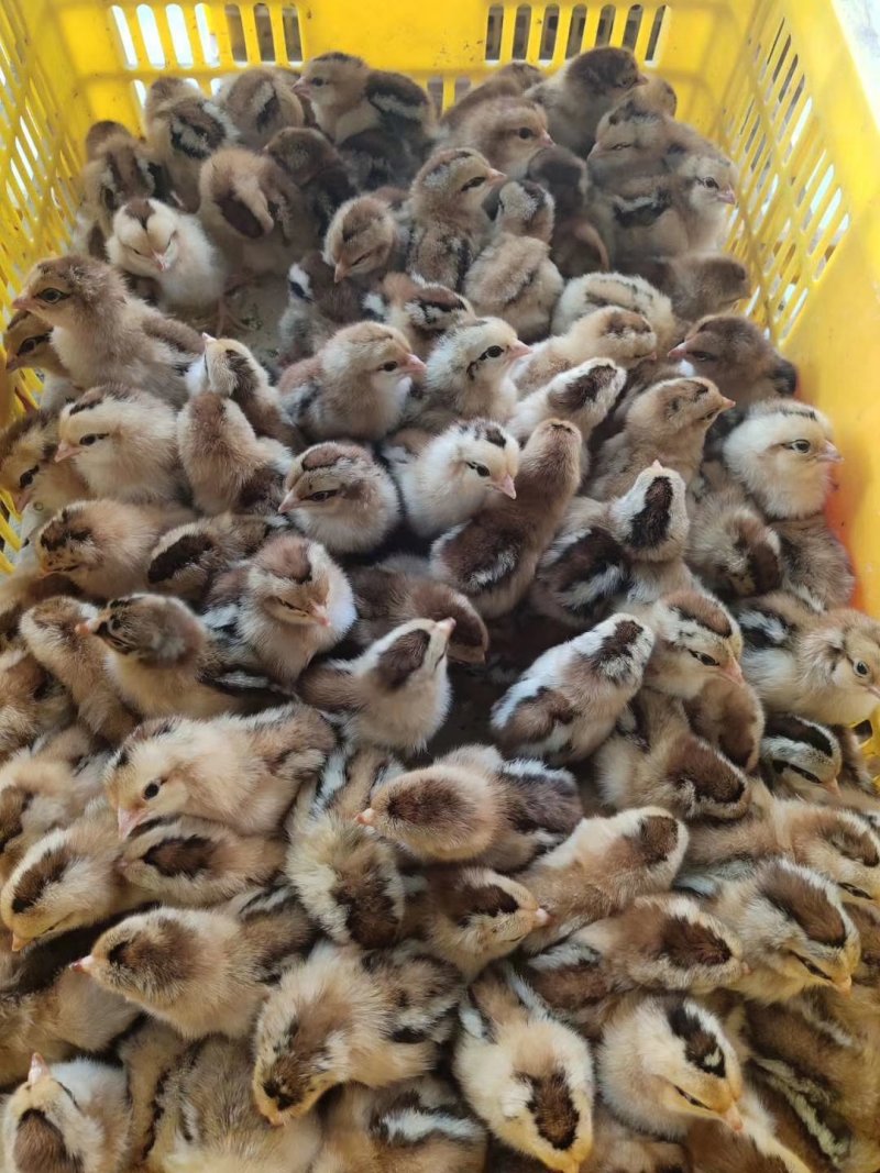 土鸡苗，存活率高，养得好，各种优质土鸡苗