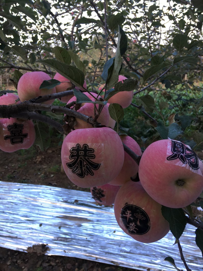 正宁贴字红富士甘肃