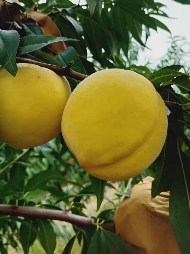 黄金蜜4号黄桃价格美丽，种植面际，果面干净，