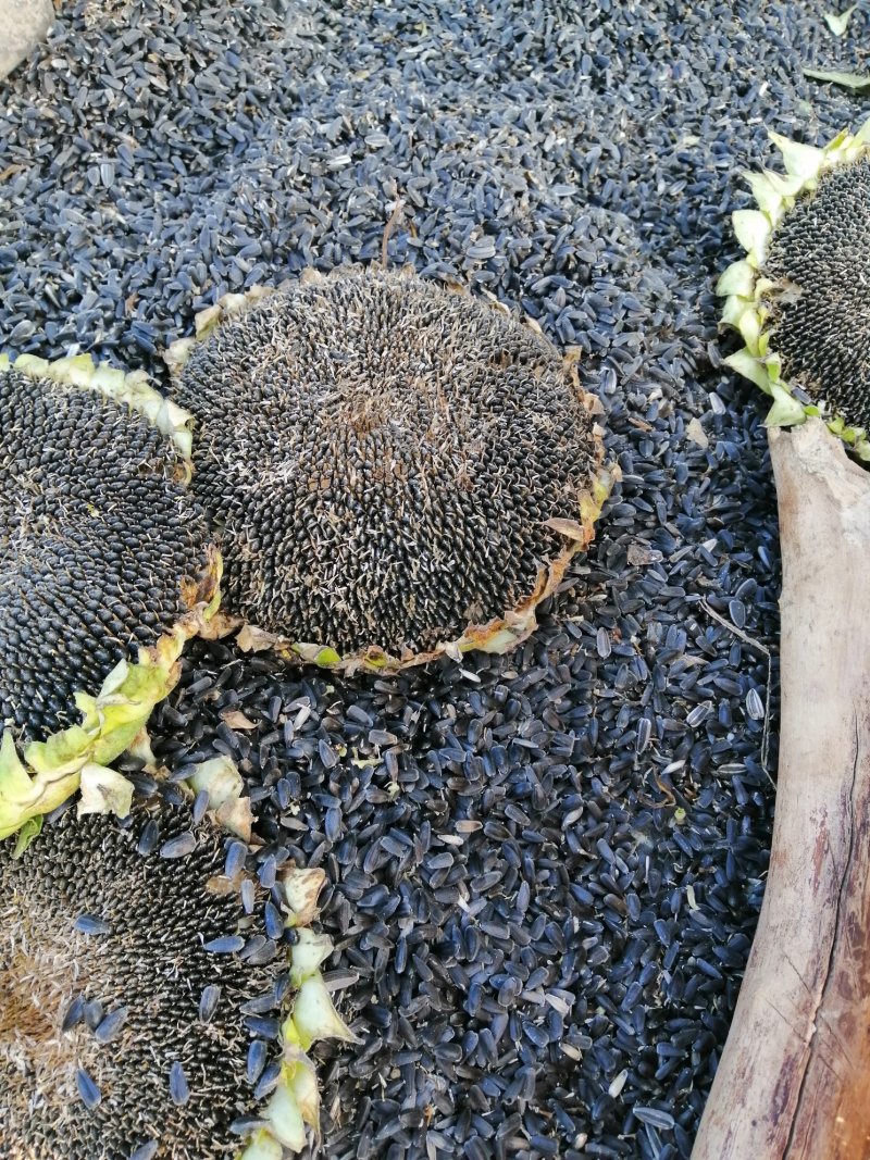 油葵籽