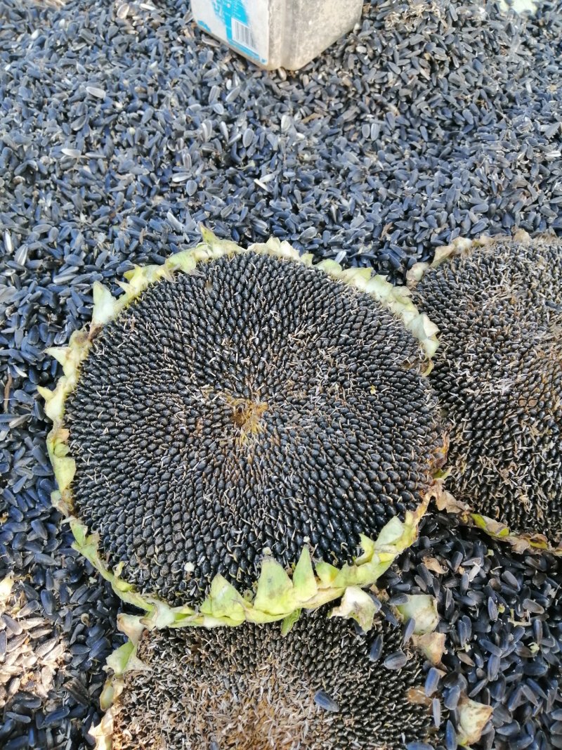 油葵籽