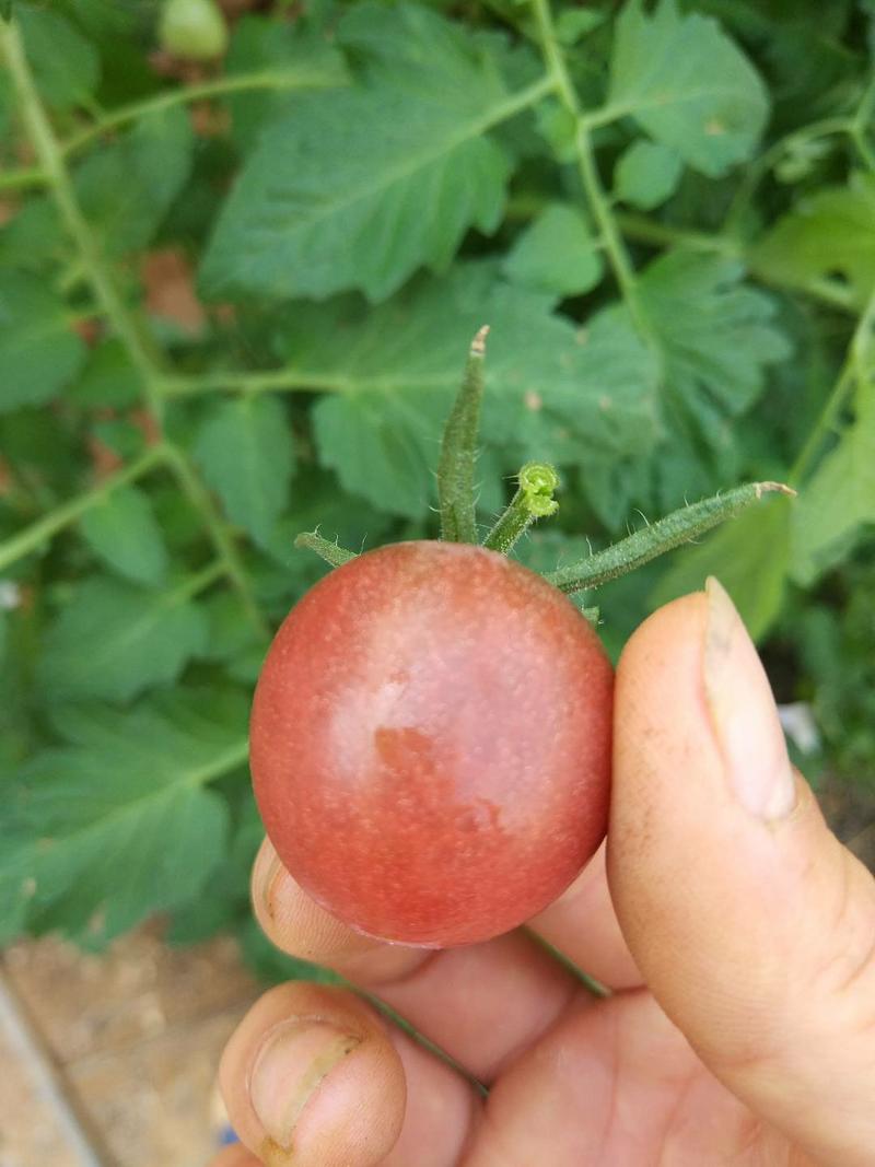 紫贝贝小西红柿苗厂家直销