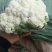 菜花