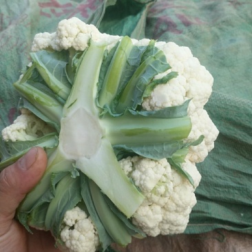 蔬菜