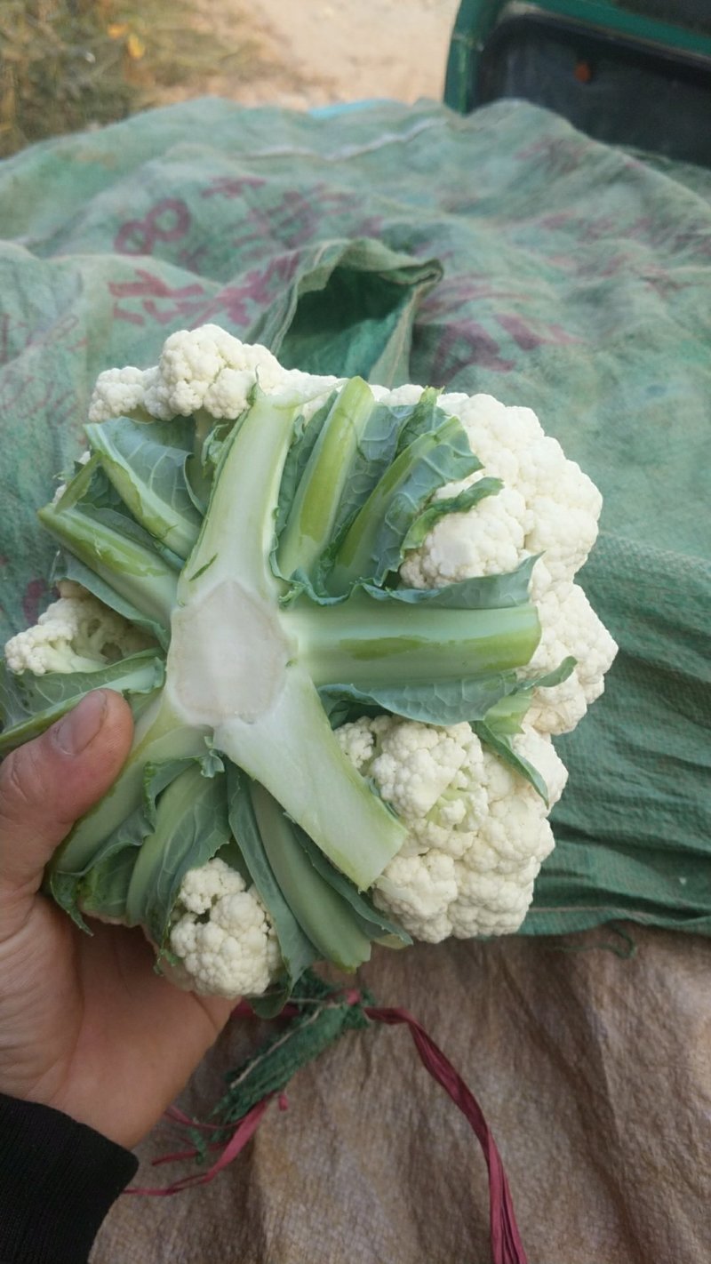蔬菜