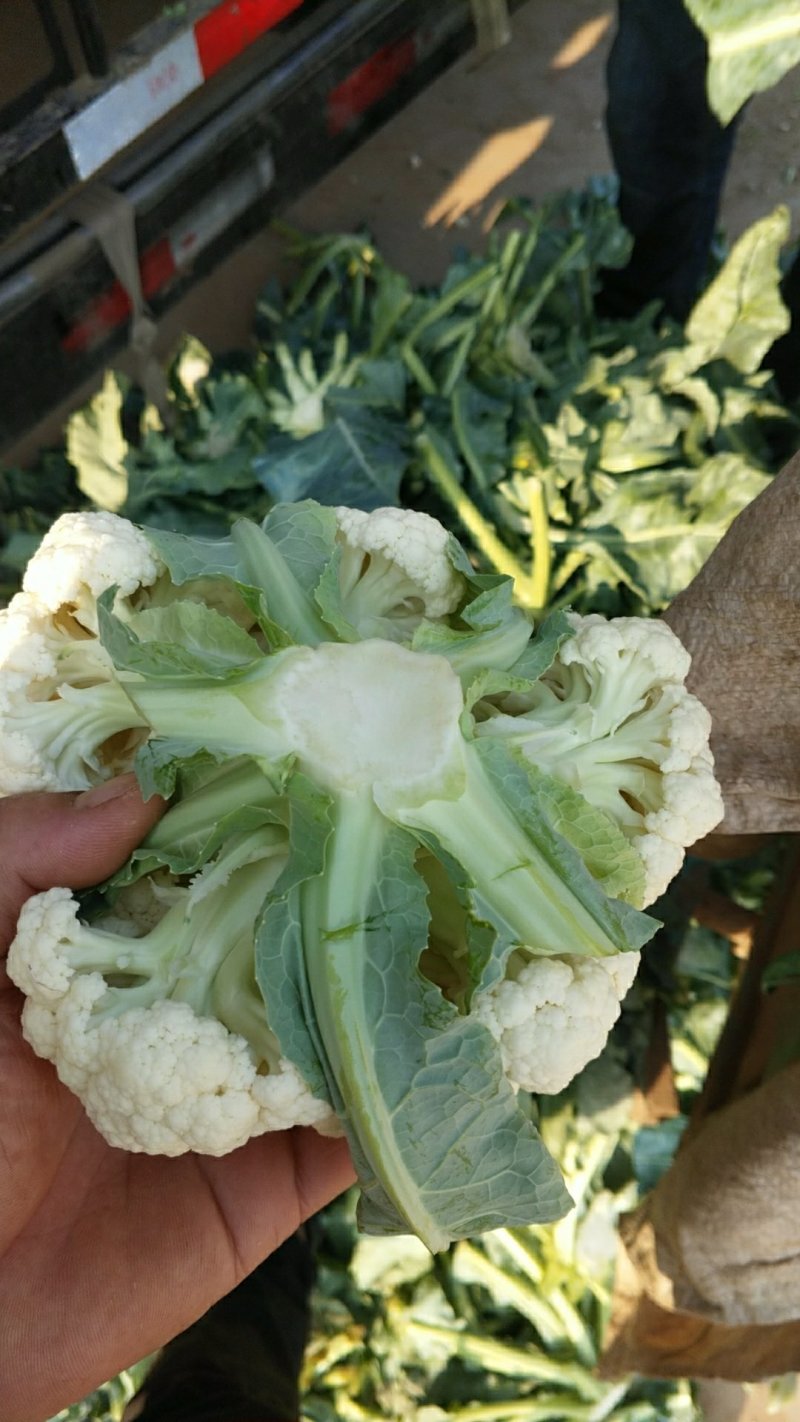 蔬菜