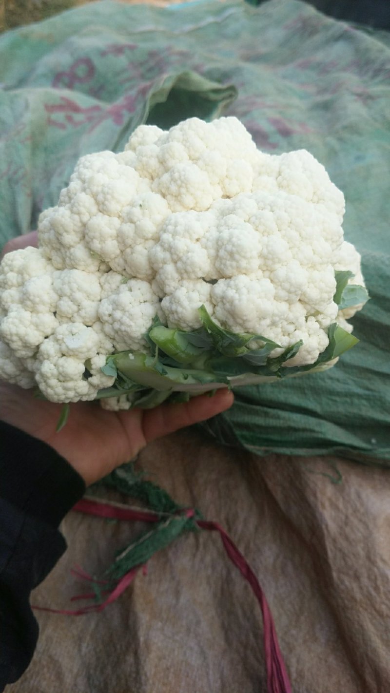 蔬菜