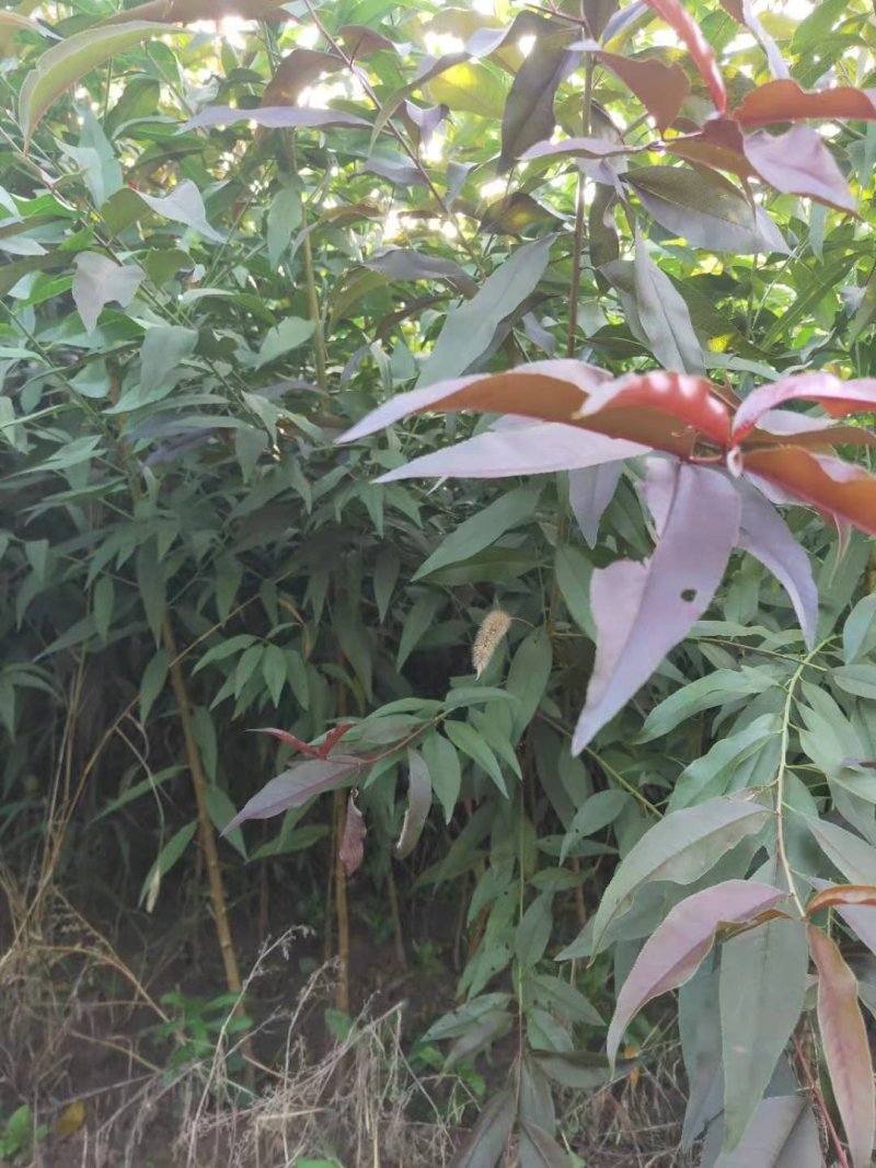 【处理清地】桃树苗桃苗毛桃树苗毛桃苗占地苗批发