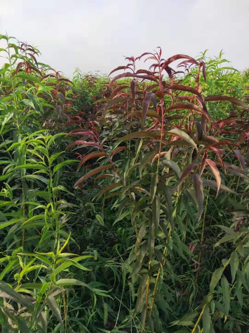 【处理清地】桃树苗桃苗毛桃树苗毛桃苗占地苗批发