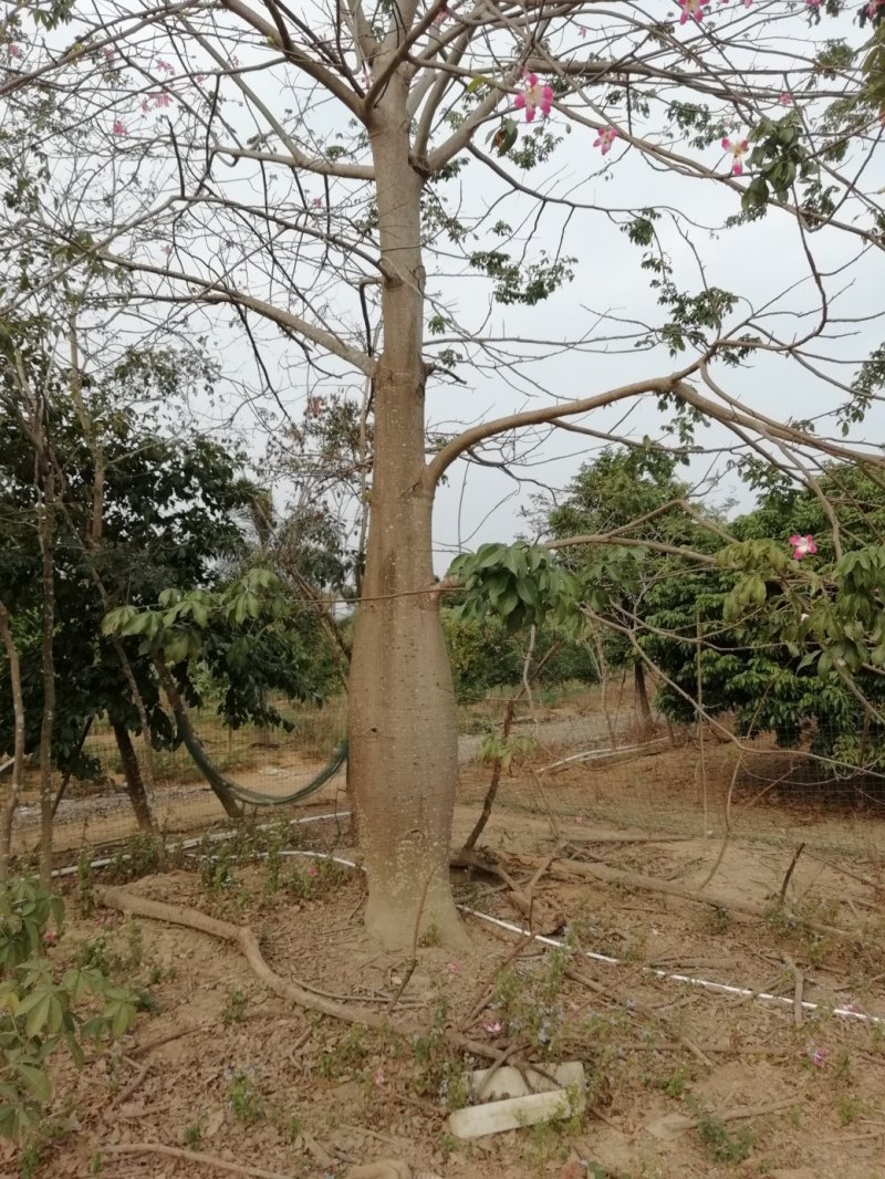 绿化树