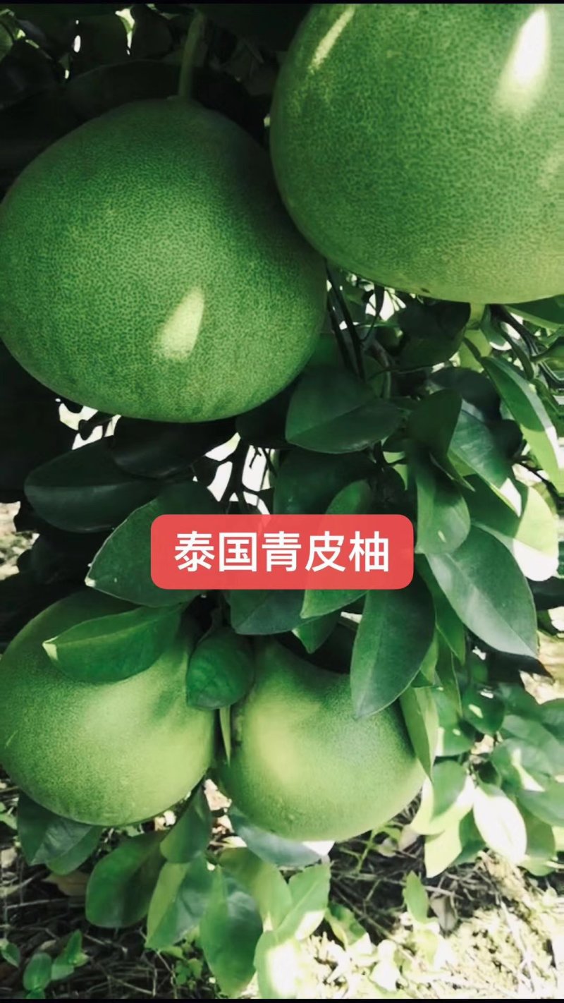 柚子枝条越南青柚，红宝石柚枝条。四十一枝，百技起批