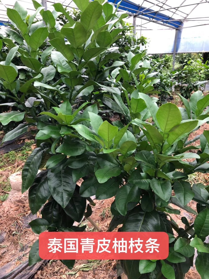 柚子枝条越南青柚，红宝石柚枝条。四十一枝，百技起批