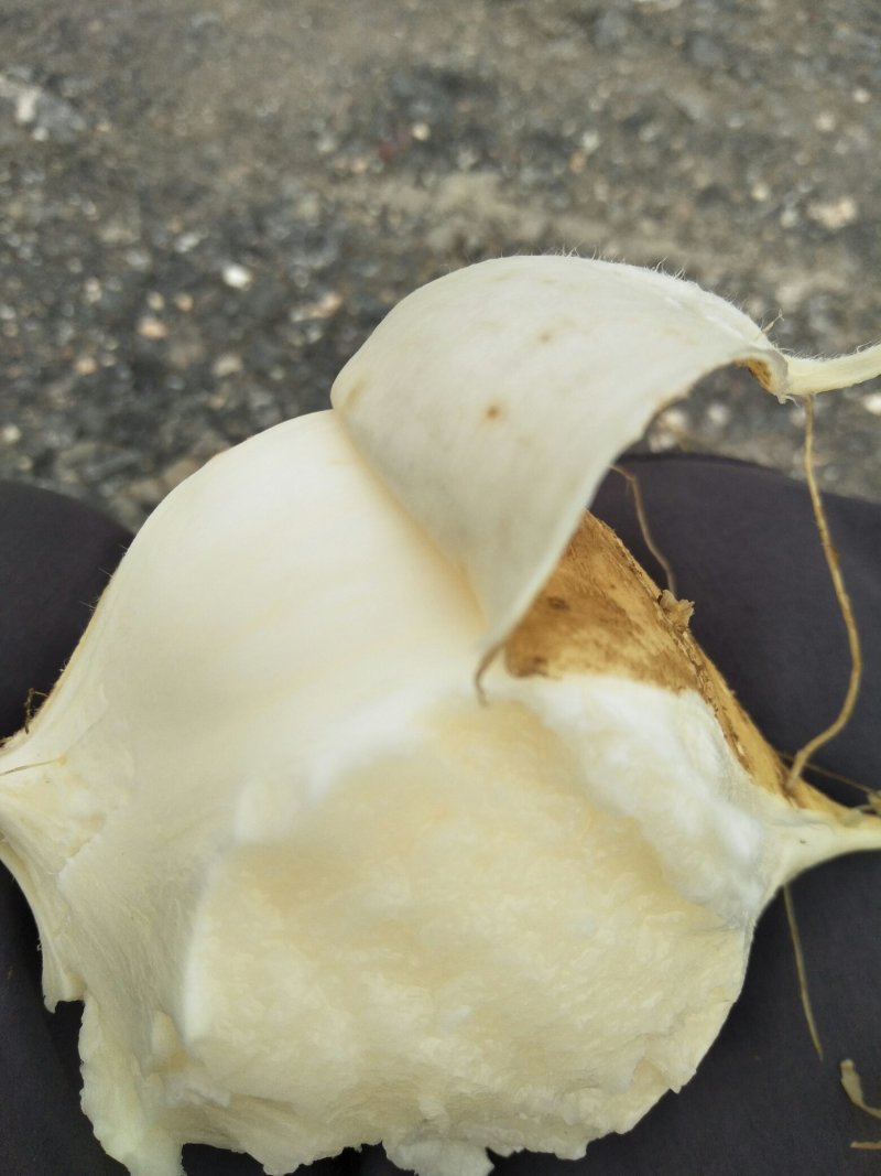 凉薯，皮薄肉嫩化渣，清脆可口