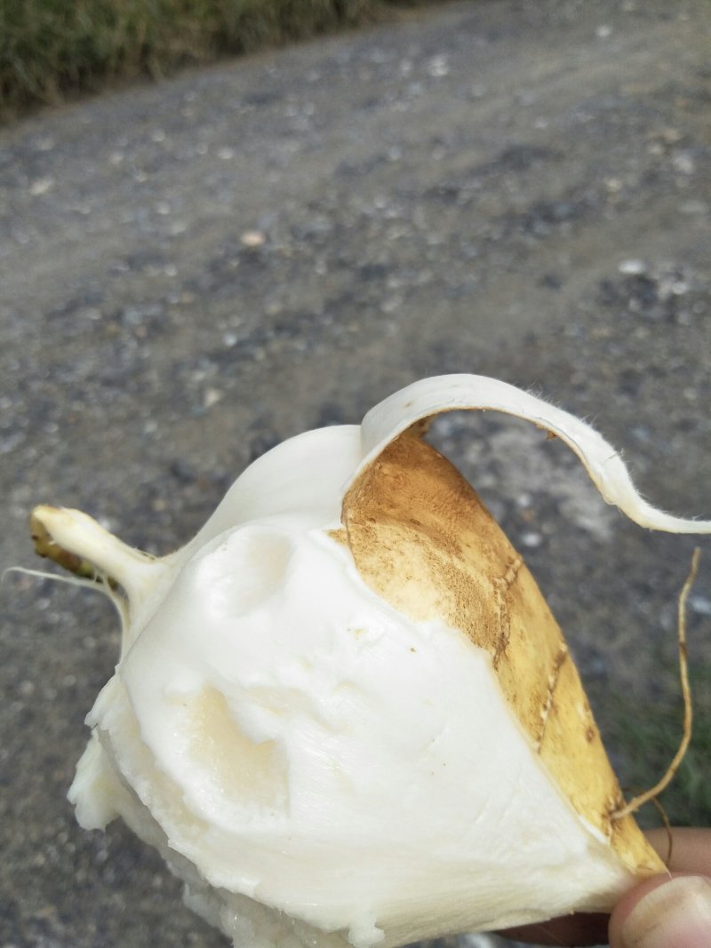凉薯，皮薄肉嫩化渣，清脆可口