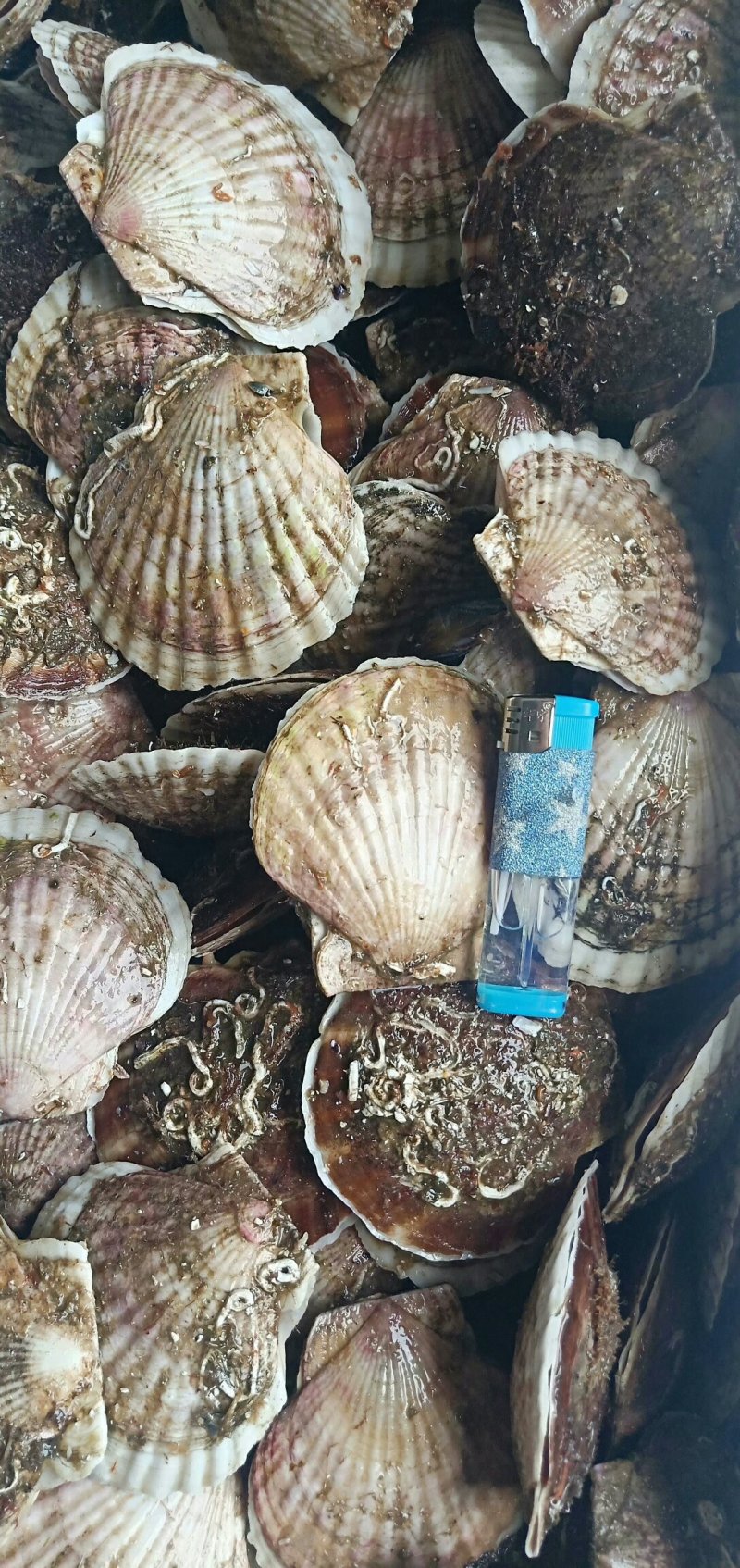 夏姨贝