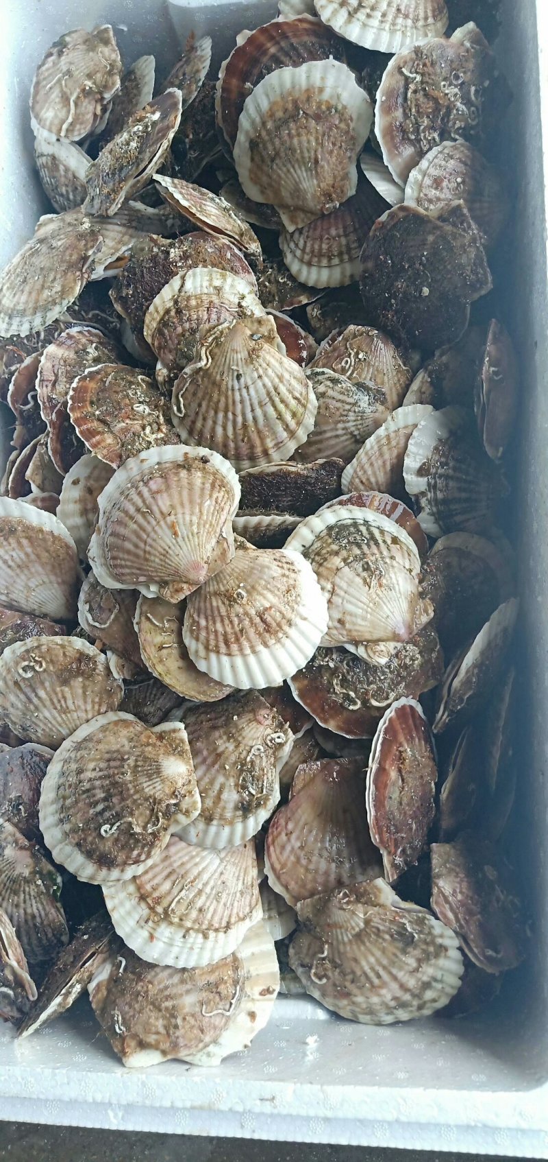 夏姨贝