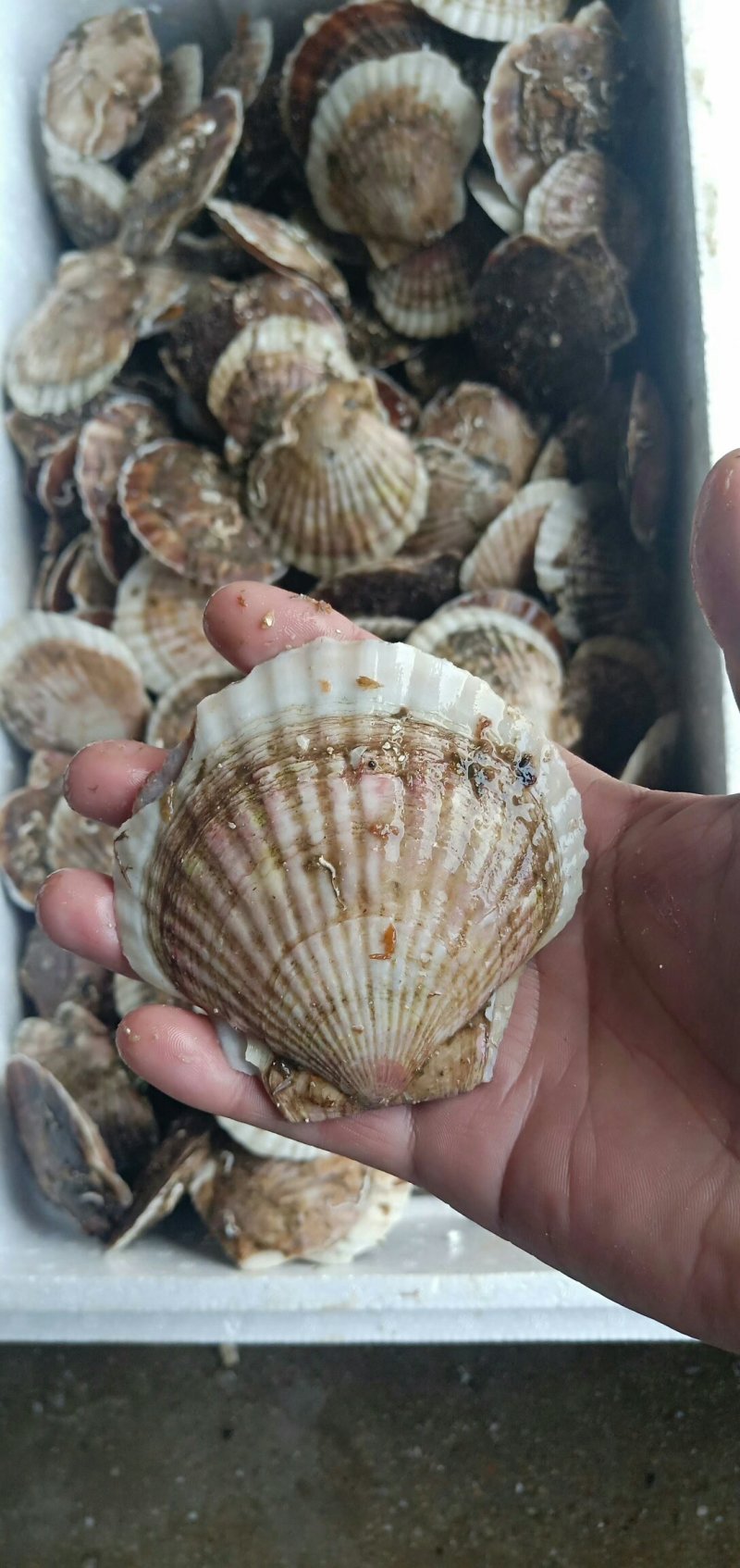 夏姨贝