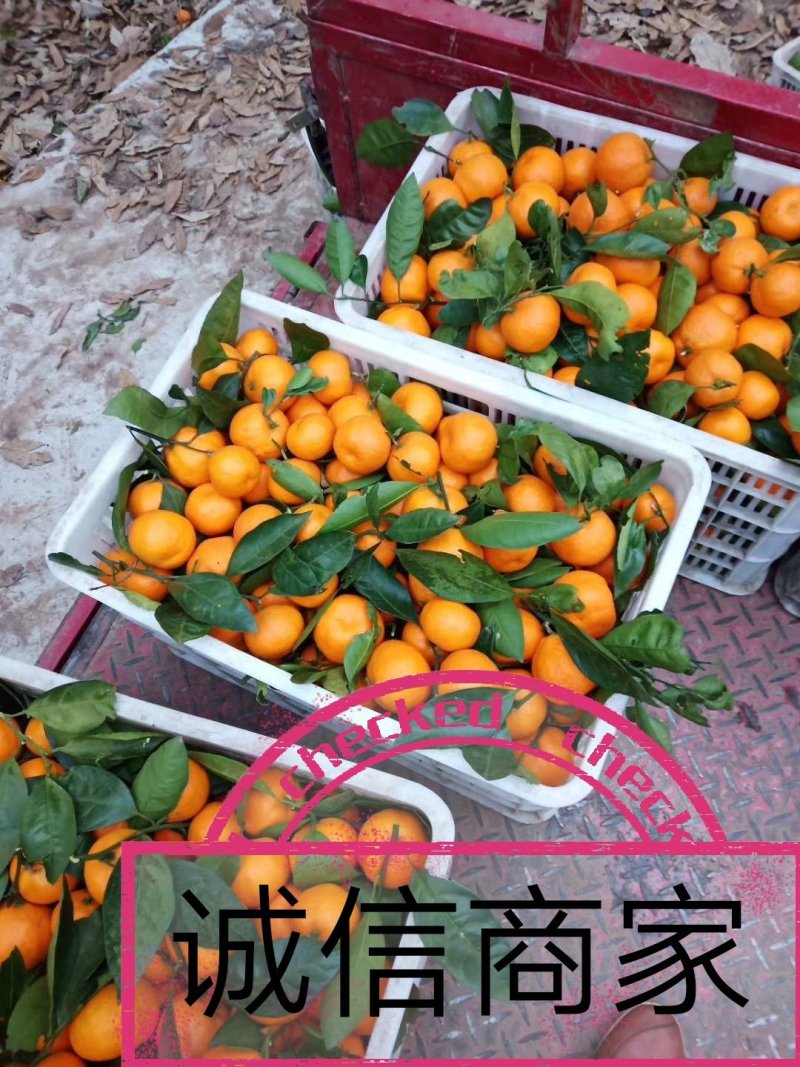 A蜜橘/特早蜜桔/早熟柑桔/蜜桔产地批发/柑桔一手货源